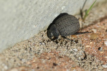 A Darkling Beetle, Pimelia, walking along a sandy path.