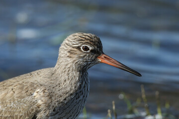 A Redshank, Tringa totanus, feeding at the edge of a flooded field in springtime.
