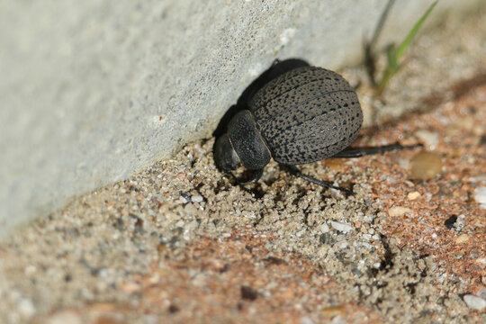 A Darkling Beetle, Pimelia, walking along a sandy path.