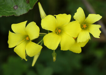 A flowering African wood-sorrel or Bermuda Buttercup plant, Oxalis pes-caprae, growing on Gibraltar.