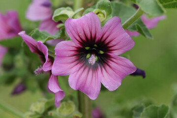 The flowers and buds of a Mallow Tree, Malva arborea, growing in the wild.