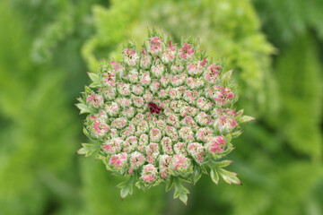 The flower of a Wild Carrot, Daucus carota, growing in the wild.