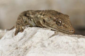 A Moorish Gecko, Tarentola mauritanica, on a rock enjoying the warmth.