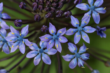 A flowering Giant Squill plant, Scilla peruviana, growing in a botanical garden in Gibraltar.
