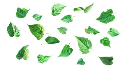 Emerald Cascade: A vibrant collection of assorted green leaves gracefully scattered, showcasing intricate textures and organic beauty