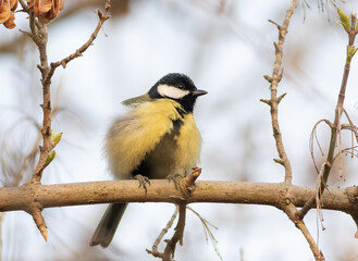 Great tit, Parus major. A bird sitting on a branch, cloudy day