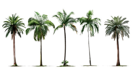 Tropical Palms Ensemble: A collection of diverse palm trees in varying heights and forms stands, exhibiting lush greenery and a sense of natural beauty.