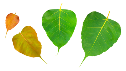 Group of Bodhi leaf isolated on white background