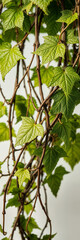Ultra-high-definition stock photo of a vibrant vine, featuring intertwined brown stems and green, pointed leaves with visible veins and texture. 