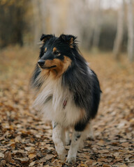 autumn portrait of sheltie dog in the forest