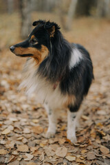 autumn portrait of sheltie dog in the forest