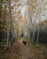 autumn portrait of sheltie dog in the forest
