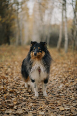 autumn portrait of sheltie dog in the forest