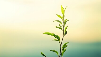 Fototapeta premium A young vibrant plant with fresh green leaves and a sprouting stem symbolizing the renewal and promise of spring