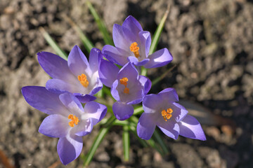 A purple crocus blooms on barren soil in spring. Macro shot the delicate petals