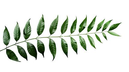 Leafy Serenity: A meticulously captured single stem of vibrant, dark green leaves, symbolizing nature's intricate elegance and evoking a sense of tranquility and organic freshness.