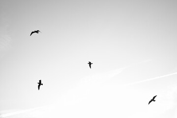 Seagulls glide gracefully through the clear sky, accompanied by gentle clouds.
