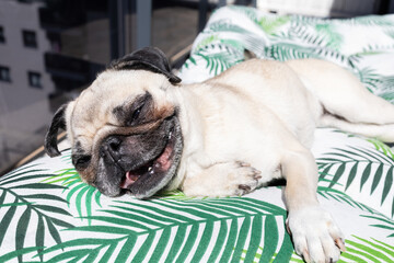 Pug Dog Lying in the Sun and Panting on a Warm Day