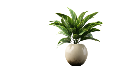 Zenith of Natural Elegance: A healthy, vibrant houseplant in a minimalist planter exudes a feeling of serenity, suggesting a harmonious fusion of the natural world with contemporary interiors.