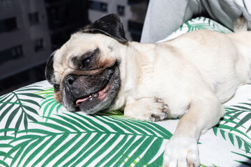 Pug Dog Lying in the Sun and Panting on a Warm Day