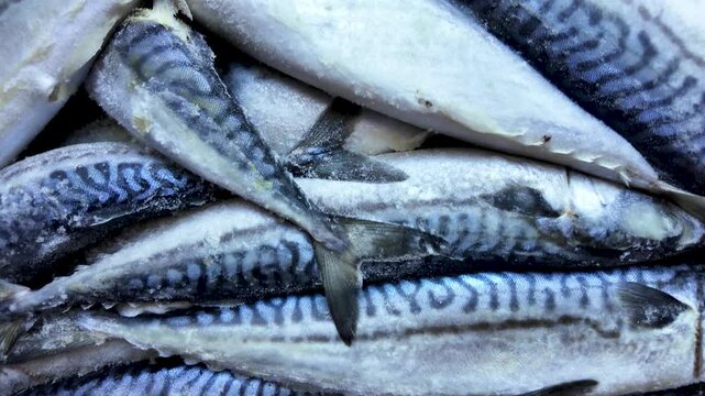 Frozen mackerel background. Frozen group of fish. Iced fish. Heap of mackerel pattern.