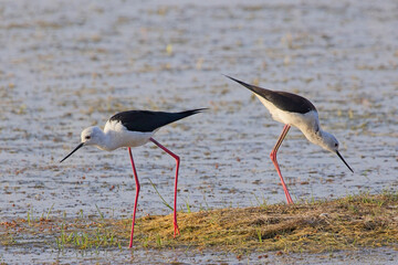 Black-winged Stilts (Himantopus himantopus) two together at the edge of a weedy lake, near Ahmedabad, Gujarat, India.