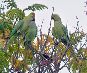 Ring-necked Parakeets or  Rose-ringed parakeets (Psittacula krameri), three perched close together in a tree, near Ahmedabad, Gujarat, India.