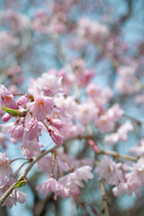 枝垂桜