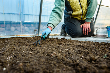 Loosening of the soil around young radish sprouts.