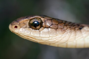 Obraz premium Boomslang (Dispholidus typus) snake head close-up