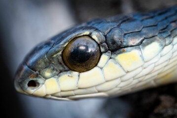 Obraz premium Close-up of Boomslang (Dispholidus typus) snake head