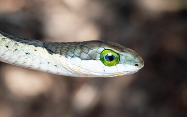 Fototapeta premium Colorful Boomslang (Dispholidus typus) snake with green eyes