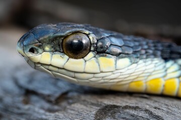Fototapeta premium Colorful Boomslang (Dispholidus typus) snake