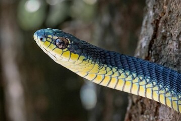 Boomslang (Dispholidus typus) snake on a branch