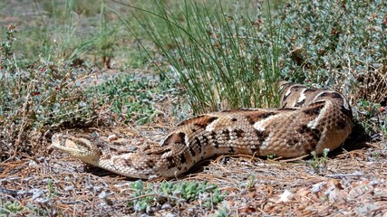 Naklejka premium Puff Adder (Bitis arietans) in Natural Habitat