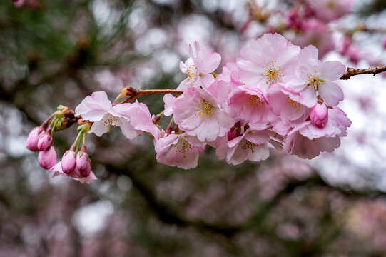 Sakura tree branch with blooming pink flowers on blurred pink nature background. Blooming Japanese cherry tree in early spring.