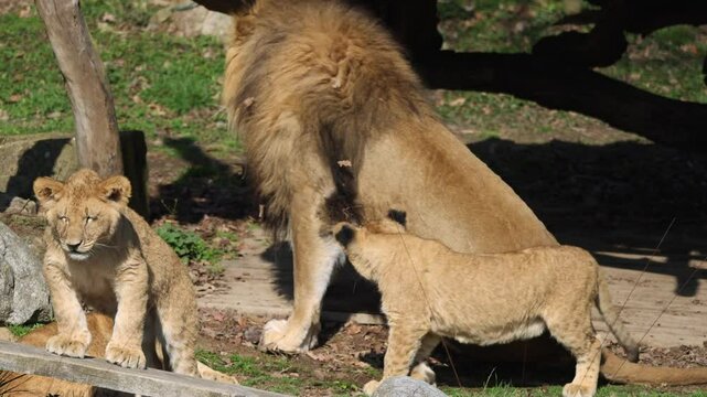Lion family scene: an adult male lion resting with two playful lion cubs in a sunny outdoor environment.