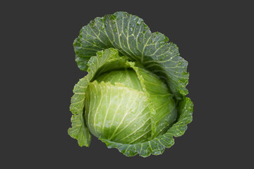 Isolated asian organic domestic cabbage head on white background with clipping paths.