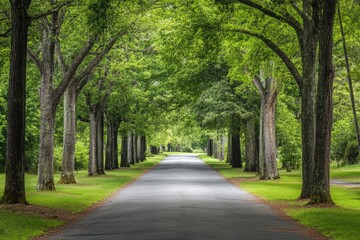 Obraz premium Aiken: Tree Lined Road in the Green Forest of Nature