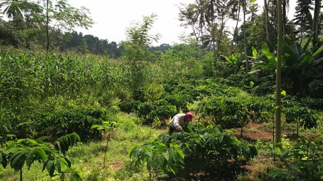 Drone flight around a hard working coffee farmer, cutting branches of his coffee plants in small green family owned  farm in java indoesia