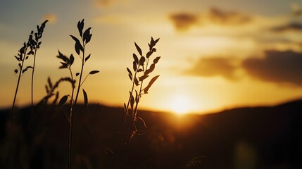 Obraz premium Silhouetted plants and vegetation stand out against the warm dramatic glow of the setting sun in this peaceful rural countryside scene