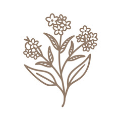 Hound's Tongue Flower Line Art Illustration