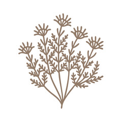 Minimalist Floral Illustration: Lavender, Cotton, Santolina