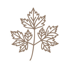 Lovage Herb Outline Drawing, Levisticum Officinale