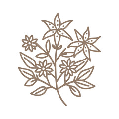 Madder Plant Line Art Illustration, Rubiaceae