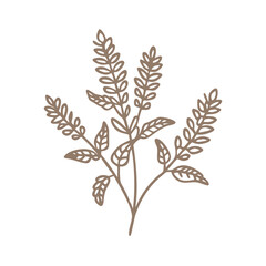 Melilotus Officinalis Line Art Illustration