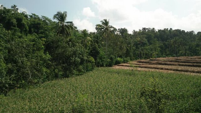 Aerial drone shot of a corn field almost ready for harvest and a view of the rice fields after harvest, in the small village of Sungai Tengah Jember East Java Indonesia.