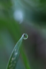 water drop on a leaf