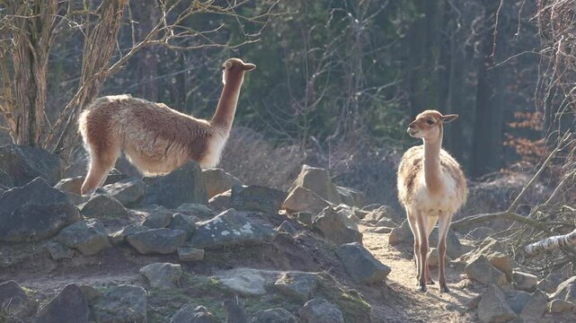 Two vicunas standing on a rocky outcrop, surrounded by trees in a natural habitat, one stands tall, the other gazes intently.