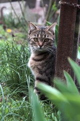 The cat sits in the green grass. Looks at the camera.